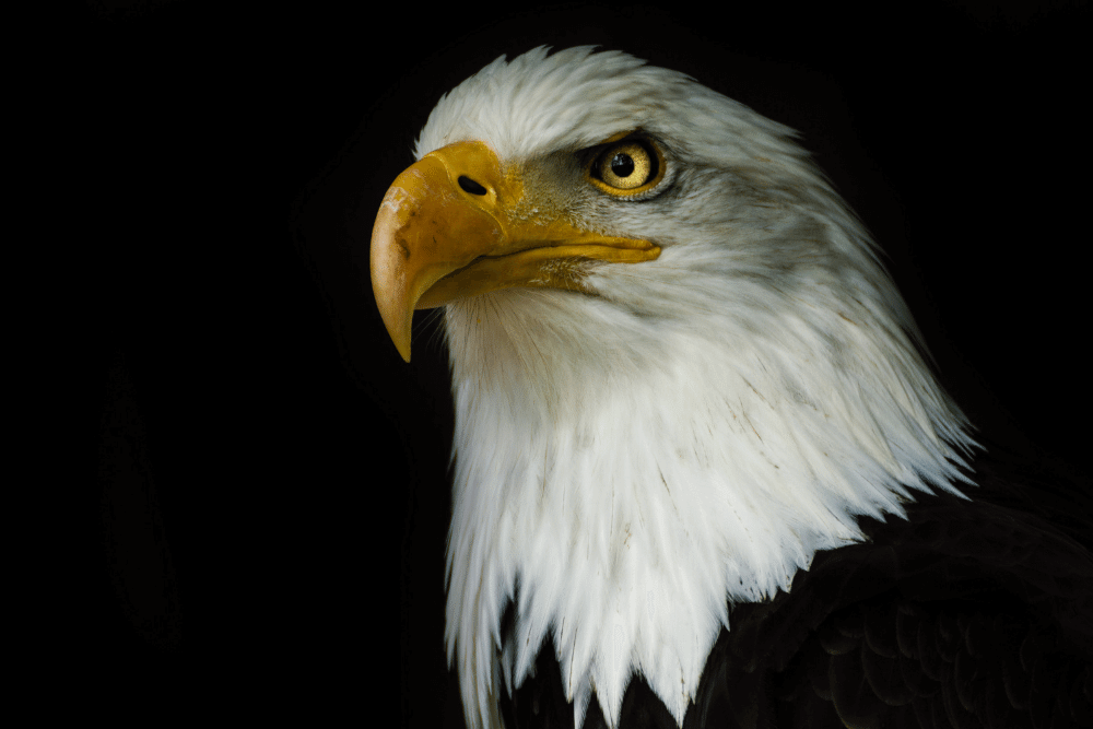the eagle in 8th house astrology